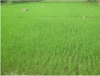 Trồng lúa nước là nguồn phát thải KNK lớn nhất trong nông nghiệp