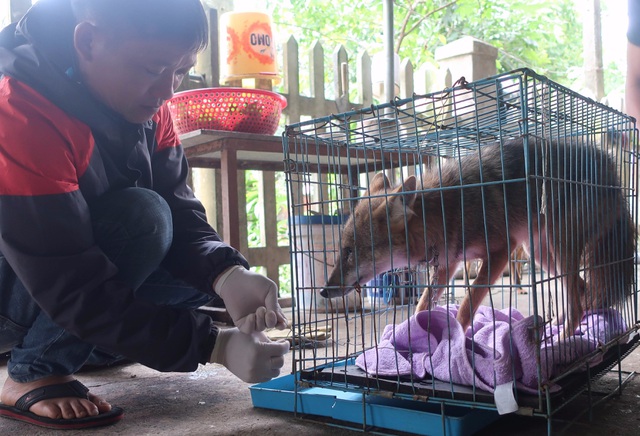 Cứu hộ thành công 1 cá thể chó rừng đang nuôi nhốt tại nhà dân