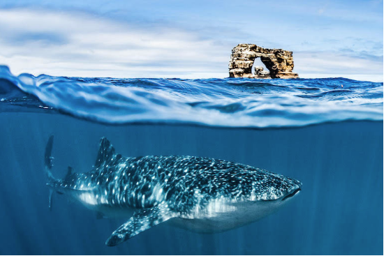 Một con cá mập voi tại vùng biển Đảo Darwin ở Galapagos. Ảnh Shawn Heinrichs /SeaLegacy